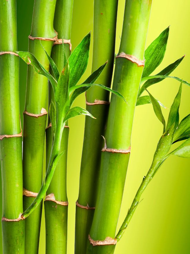 Bamboo Shavings